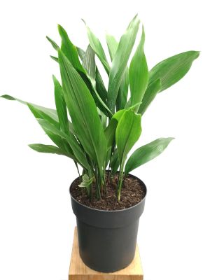 Schusterpalme Aspidistra elatior Tuff