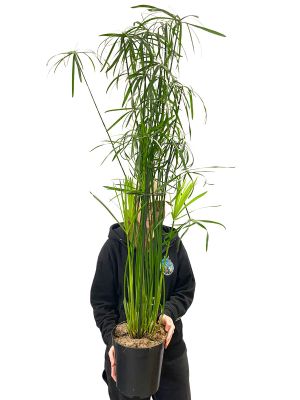 Zypergras Cyperus Glabor