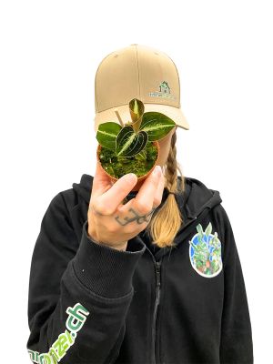 Juwelorchidee Macodes Petula Amber