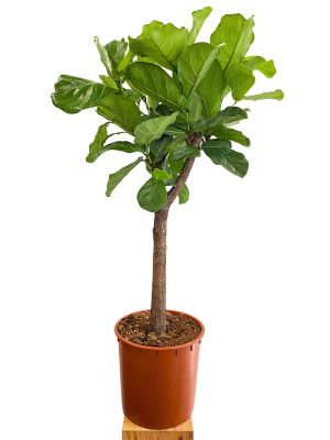 Geigenfeige Ficus lyrata Stamm