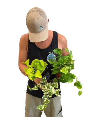 Epipremnum Trio