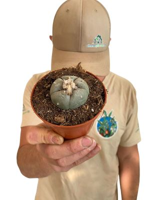 Peyote Kaktus Lophophora Williamsii