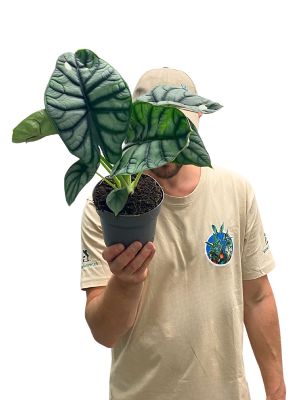 Alocasia Silver Dragon