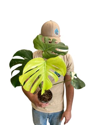 Monstera Deliciosa Mint Variegata