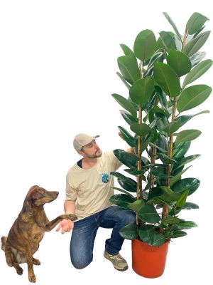 Ficus Elastica Robusta Säule - Gross