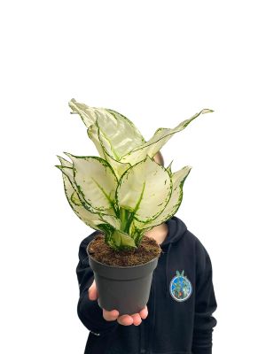 Aglaonema White Joy