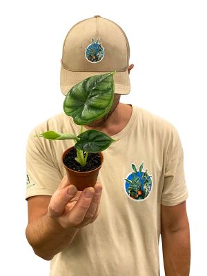 Baby Alocasia Dragon Scale