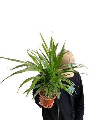 Dypsis Areca Goldfruchtpalme