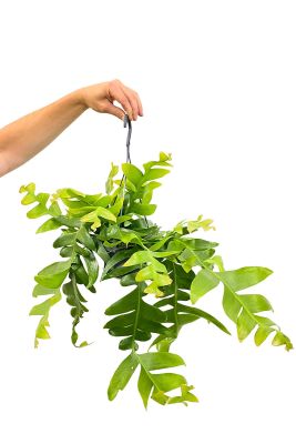 Hänger - Epiphyllum chrysocardium - Gross