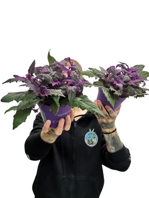 Samtpflanze Gynura Aurantiaca