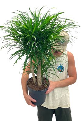 Dracaena Anita verzweigt