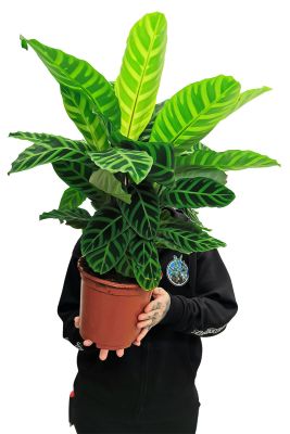 Calathea Zebrina