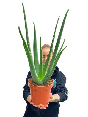 Echte Aloe Vera Bio