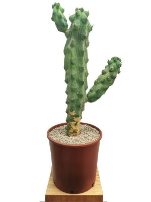 Myrtillocactus Geometrizans - Booby