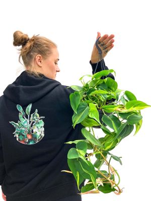 Hänger - Philodendron Brasil