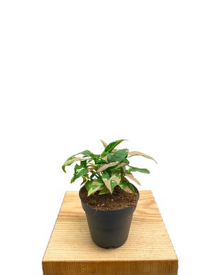 Syngonium Red Spot Tricolor