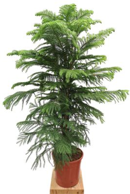 Zimmertanne Araucaria Heterophylla