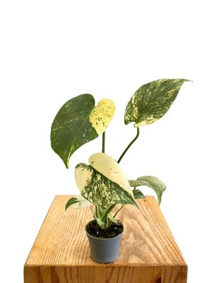 Baby Monstera Mint Variegata