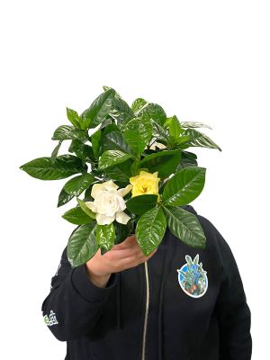 Gardenia Jasminoides