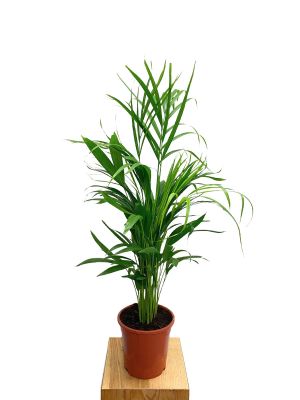 Areca Goldfruchtpalme