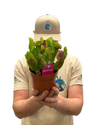 Schlauchpflanze Sarracenia Maroon