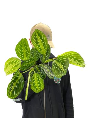 Maranta Lemon Lime