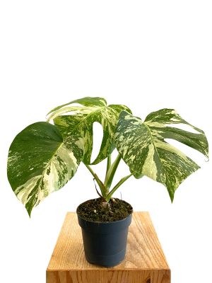 Monstera Deliciosa Variegata