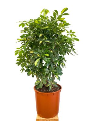Schefflera Gold Capella verzweigt - Gross