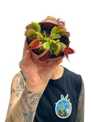 Venusfliegenfalle Dionaea Fleischfressende Pflanze