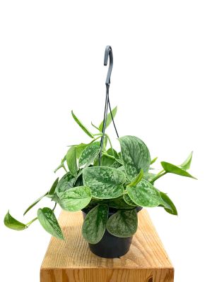 Hänger - Scindapsus pictus Silver Ann