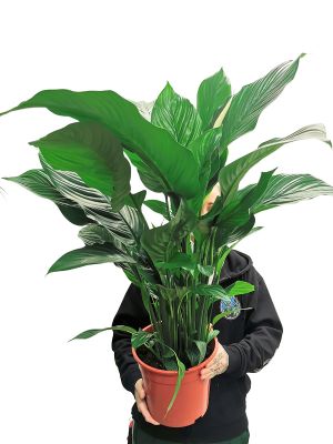 Einblatt Spathiphyllum