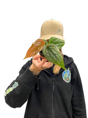 Baby Anthurium Luxurians x Radicans