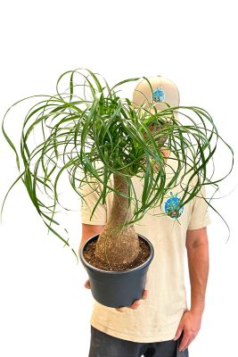 Elefantenfuss Beaucarnea Recurvata