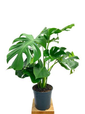 Monstera deliciosa