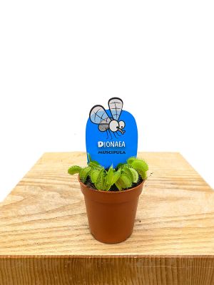 Baby Venusfliegenfalle Dionaea Fleischfressende Pflanze