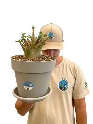 Wüstenrose Adenium Arabicum Baobab - Gross