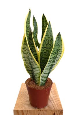 Sansevieria Futura Superba