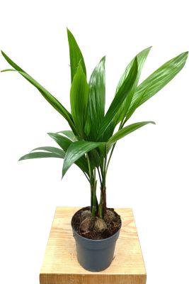 Betelnusspalme Areca catechu