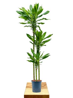 Hydro - Dracaena Fragrans Burundii