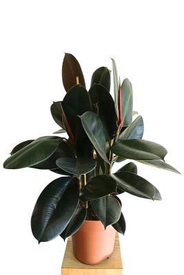 Gummibaum Ficus Abidjan