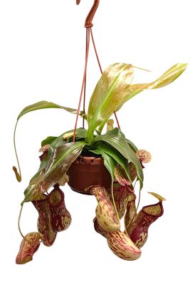 Kannenpflanze Nepenthes Gaya
