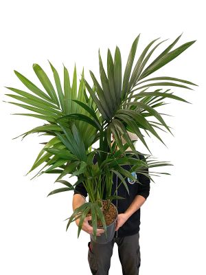 Kentiapalme Howea Forsteriana