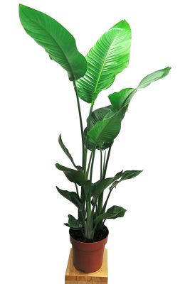 Strelitzia Nicolai