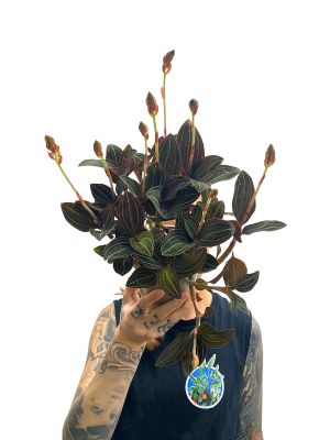 Juwelorchidee Ludisia Discolor