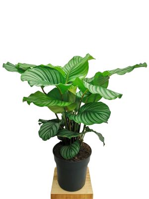 Calathea Orbifolia - Gross