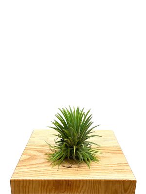 Tillandsia Ionantha