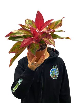 Aglaonema Crete Flame