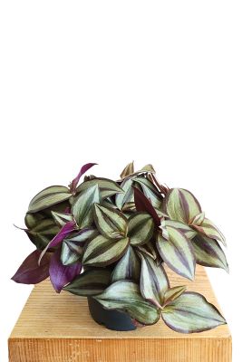 Tradescantia Zebrina Compacta