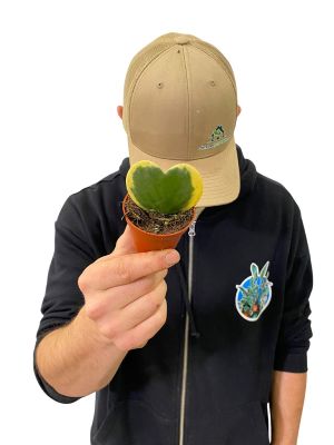 Herzblatt- Pflanze Hoya Kerrii Variegata