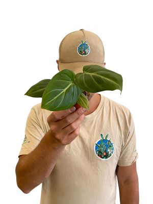 Baby Philodendron Gloriosum